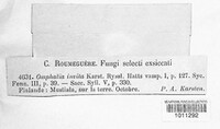 Myxomphalia invita image